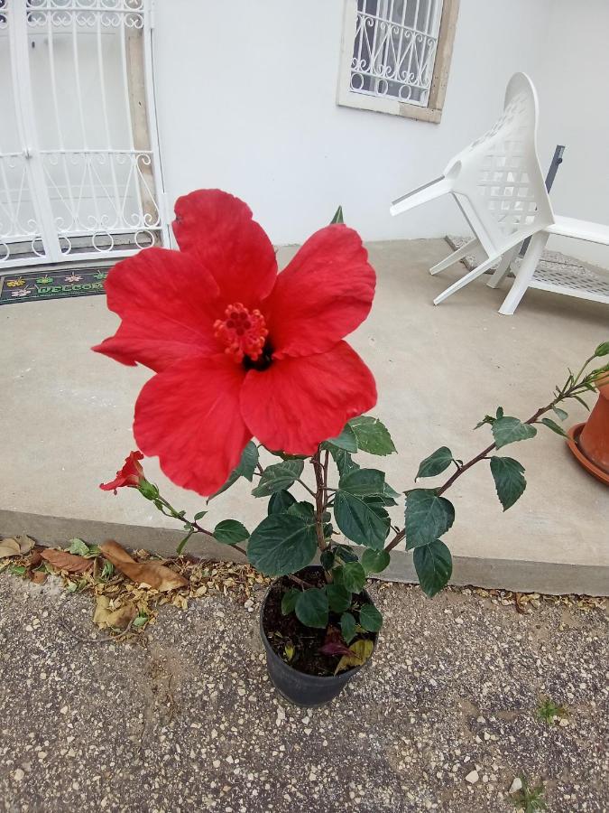 Hibiscus Siracusa Szirakúza Kültér fotó